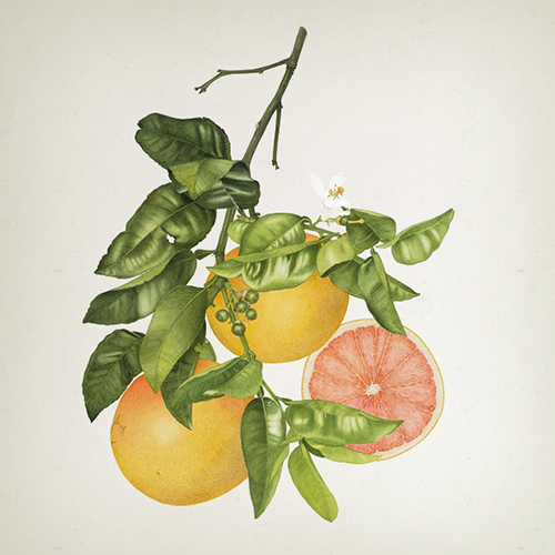 Diffuseur de parfum - Collection Citrus Paradisi - Alkantara